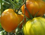 Cud Pomidorowo-Pomarańczowy