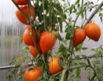 Pomidorowe Pomarańczowe Serce