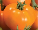 Pomidorowy Pomarańczowy Gigant