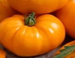 Pomidorowy Pomarańczowy Słoń