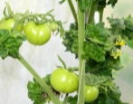 kij pomidorowy