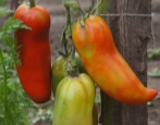 Pomidorowy Gigant Pieprzowy