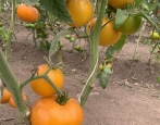 Pomidorowa Brzoskwinia