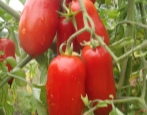 Pomidorowy ogrodnik Petrusza