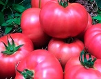 Pomidorowy Różowy Margari
