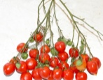 Pocałunek z pomidorem geranium