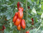 Pozzano Pomidor