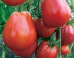 Pomidorowa Puzata Chata