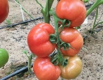 Rajd Pomidorowy