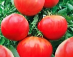 Pomidorowy Wczesny Gigant
