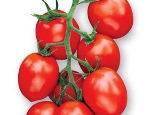 Pomidor Rio Fuego