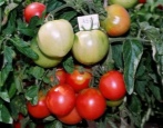 Pomidorowy Różowy Cud