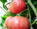 Pomidorowy Różowy Gigant