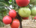 Pomidorowy Różowy Lider