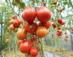 Pomidor Rougantino