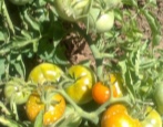 Pomidorowy Sachalin