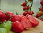 Girlanda z cukrem pomidorowym