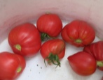 Cukier Pomidorowy Nastazja