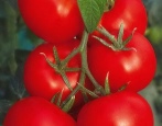 Pomidorowe usta z cukrem