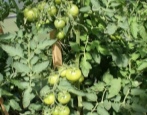Pomidor Samara