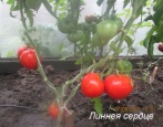 Pomidorowe Serce Linneusza