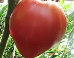 Pomidorowe Serce Syberii