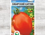 Pomidor syberyjski karłowaty
