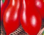 Syberyjski pomidor piruet