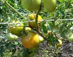 Pomidorowy cud syberyjski