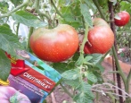 Pomidorowa ciemna