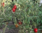 Pomidor Solokha