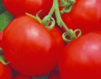 Spiridon pomidorowy