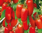 Sterlet Pomidorowy