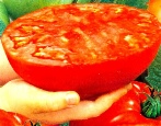 Super Stek Pomidorowy
