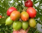 Pomidorowa pipeta Syzran