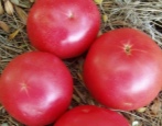 Tarpan pomidorowy
