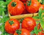 Pomidor Tigrella