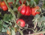 Pomidor Tlacolula de Matamoros