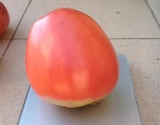 Pomidor BBW