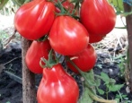 Trufla pomidorowa czerwona