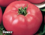 Turmalin pomidorowy