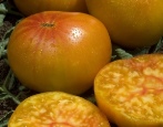Ananas Pomidorowy