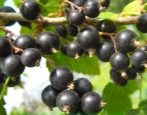 Porzeczka Bagheera