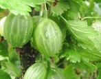 Butelka agrestu