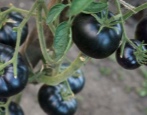 Pomidorowa czarna piękność