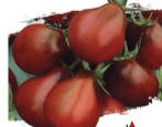 Pomidorowa Czarna Księżniczka