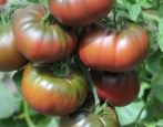 Pomidorowa czarna góra lodowa