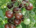 Pomidorowa ciemna czekolada