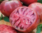 Purpurowy Pomidor Czirokezowy