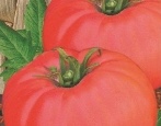 Pomidorowy Cud Ziemi